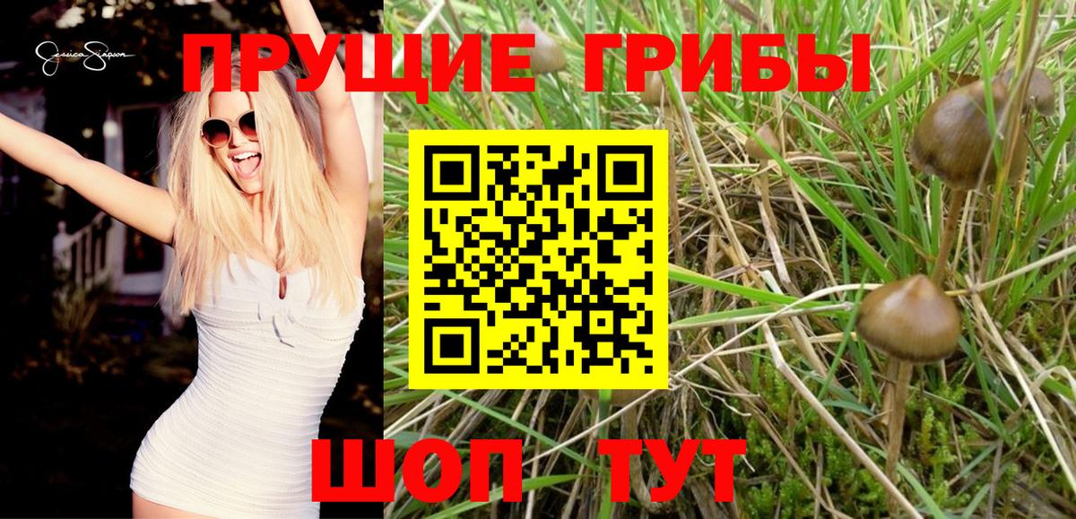 Егорьевск  Галлюциногенные грибы GOLDEN TEACHER  Вход с VPN 